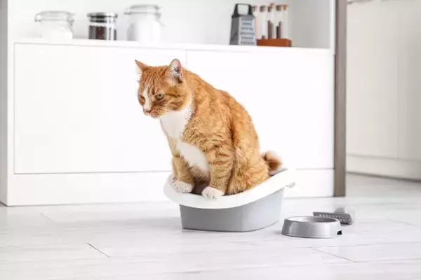 猫をガッカリさせてしまう『トイレ環境』4選　健康を損なう危険性も？改善のポイントまで解説