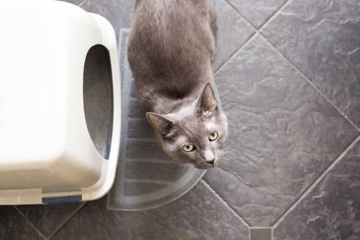 猫をガッカリさせてしまう『トイレ環境』4選　健康を損なう危険性も？改善のポイントまで解説