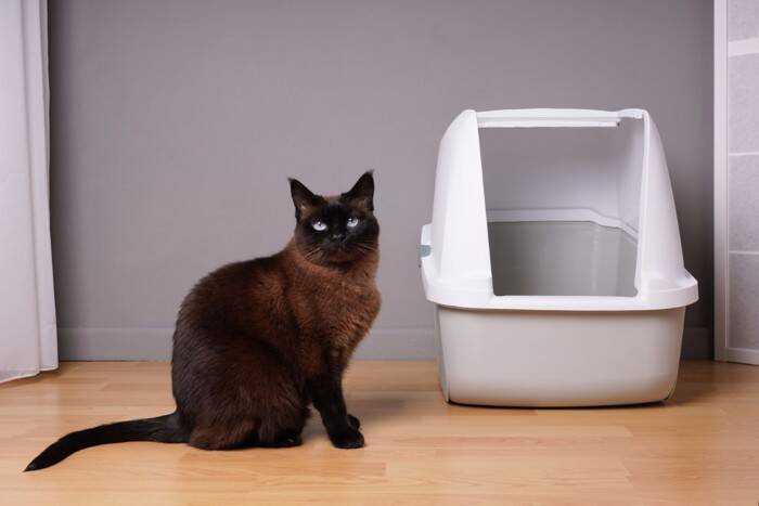 猫をガッカリさせてしまう『トイレ環境』4選　健康を損なう危険性も？改善のポイントまで解説