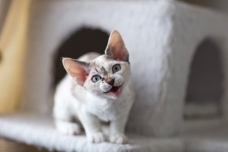 猫があなたを『見つめて鳴いている』ときの理由3選　伝えている気持ちの見分け方や接し方のポイント