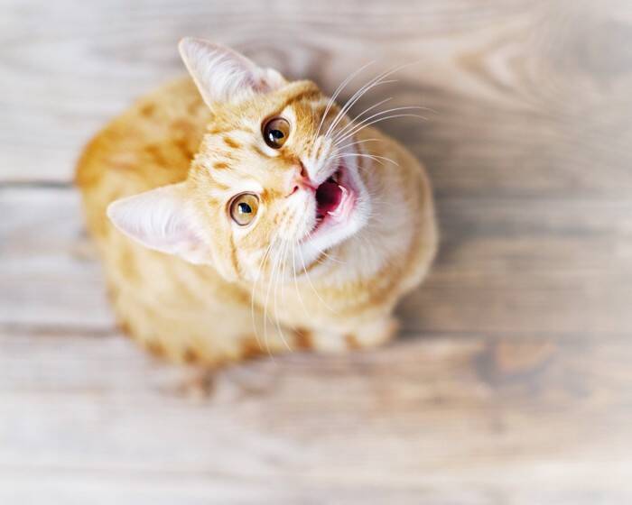 猫があなたを『見つめて鳴いている』ときの理由3選　伝えている気持ちの見分け方や接し方のポイント
