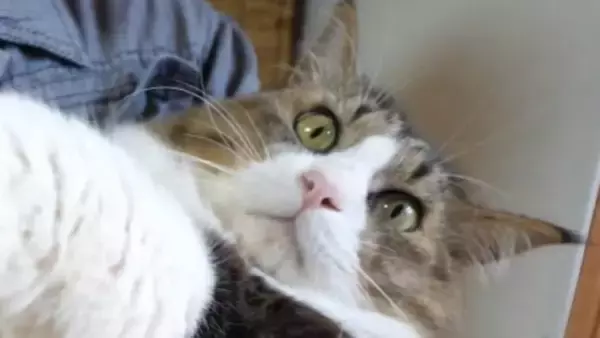 飼い主に抱っこされる元野良猫→お腹を撫でてあげると…驚きの光景が11万再生「何度も見てしまう」「暴れん坊だったなんて想像もできない」