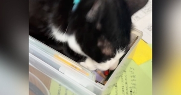 文房具入れを見つけた猫、じっと中を見つめると…『まさかの行動』に「入れるはずって思ってるｗ」「さすがに無理ｗ」と14万再生