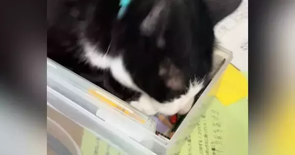 文房具入れを見つけた猫、じっと中を見つめると…『まさかの行動』に「入れるはずって思ってるｗ」「さすがに無理ｗ」と14万再生