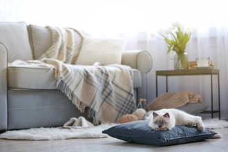 猫の身に起こりうる『予期せぬ事故』5つ　注意すべきリスクから防止する方法まで