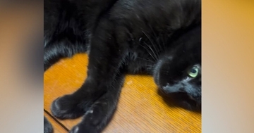 テーブルの上で寝転がっていた黒猫→すぐ隣を見ると…『まさかの光景』に爆笑の声「途中参加したいｗ」「人間じゃありえないｗ」と18万再生