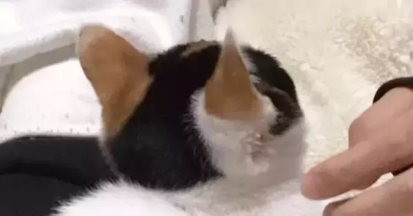 生後3か月の小さな子猫→お迎えから8年が経った結果…尊すぎる『成長ビフォーアフター』に6万いいね「後ろ姿が愛らしい」「どちらも可愛い」