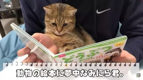 子猫が『ライオンのページになった瞬間』にみせた反応…まさかの可愛 