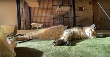 ママが『上の階にいる元野良猫』を呼んだ結果…まさかの可愛すぎる『鳴き声』が12万再生の反響「嬉しすぎて思わず」「たまらん」