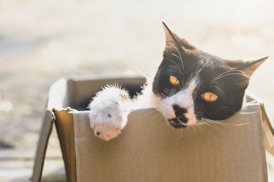 博物館のマスコット猫は、寄付や各種事業にも大活躍　世界中にファンをもつ人気者 英国　