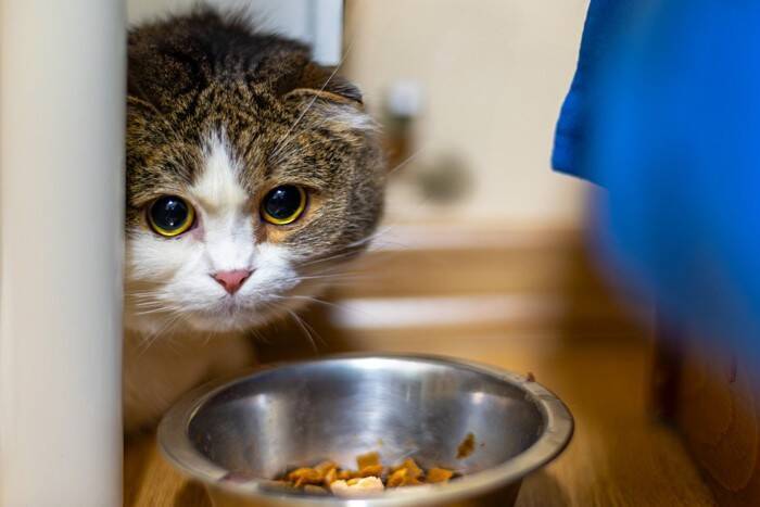 猫が『臆病な性格』になる4つの原因　注意すべきトラブルや接し方のコツも解説