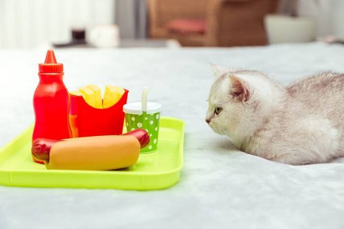 猫が口にすると危険な『調味料』3選　有害となる理由や誤飲したときの対処法