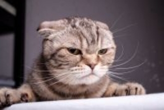 猫が『どうしても許せない』と感じる人間の習慣5つ　嫌がる理由や改善策まで解説