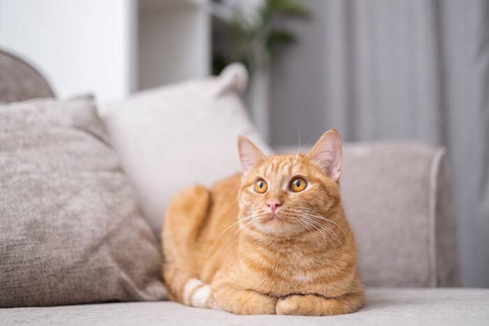 猫が『どうしても許せない』と感じる人間の習慣5つ　嫌がる理由や改善策まで解説