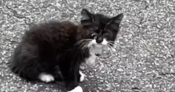 駐車場にいた『やせ細った子猫』→保護された結果……『見違える変化』に感動！「見つけてもらえてよかった」「幸せな気持ちになった」の声