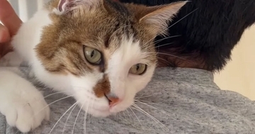 いつもは会社に行ってしまうパパが家にいたら、『甘えん坊な猫』は…とんでもなく尊い『1日の様子』が42万再生「可愛すぎ」「良かったねぇ」