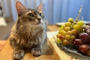 猫が口にすると危険な『フルーツ』5選　有害となる理由から誤飲時の対処法まで