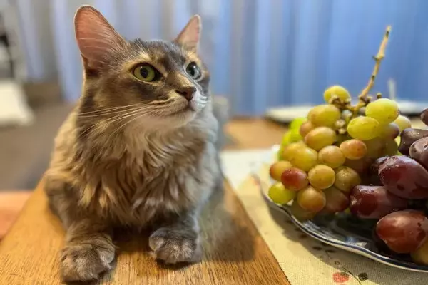 猫が口にすると危険な『フルーツ』5選　有害となる理由から誤飲時の対処法まで