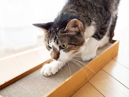 猫が急に『激しい爪研ぎ』をする理由4選　ストレスサインの可能性や対処法も解説