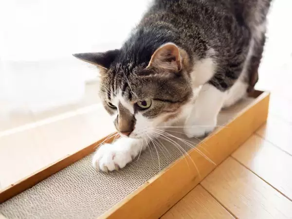 猫が急に『激しい爪研ぎ』をする理由4選　ストレスサインの可能性や対処法も解説