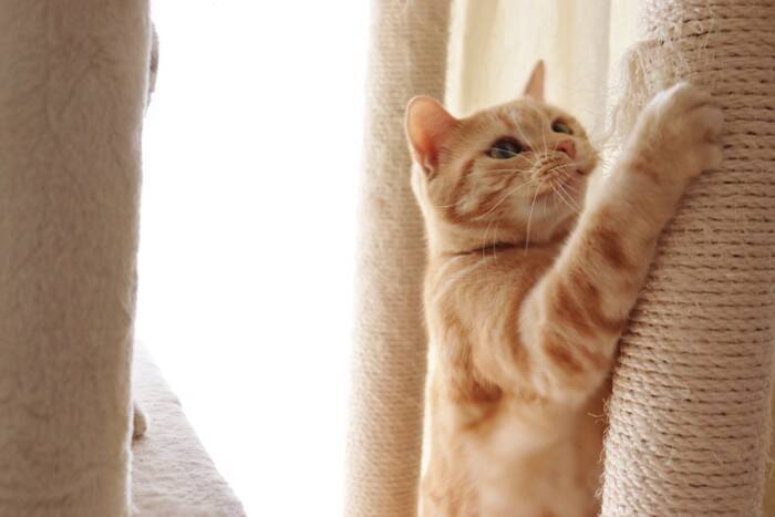 猫が急に『激しい爪研ぎ』をする理由4選　ストレスサインの可能性や対処法も解説