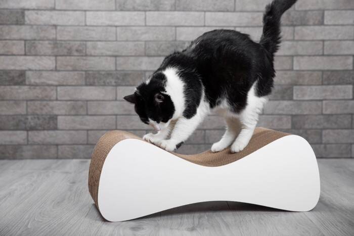 猫が急に『激しい爪研ぎ』をする理由4選　ストレスサインの可能性や対処法も解説