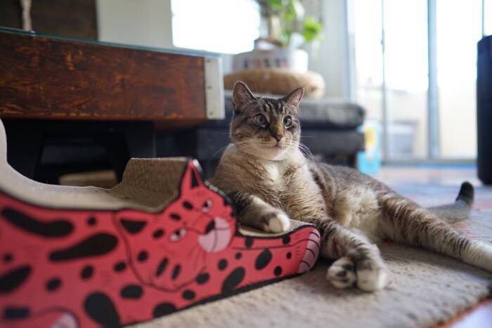 猫が急に『激しい爪研ぎ』をする理由4選　ストレスサインの可能性や対処法も解説