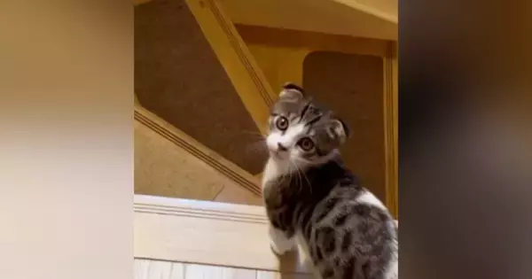 階段を下りようとしていた子猫→『名前』を呼んでみたら…尊すぎる『まさかの行動』が25万再生「変な声出たｗ」「何度も呼びたくなるね」