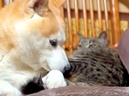 嵐の夜、雷を怖がる犬→寝ている猫のところに行くと…あまりにも『ほほえましい光景』に「ヨシヨシしてるみたい」「頼りになるんだね」の声