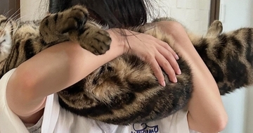 女の子に抱っこされて猫吸いされるキジトラ猫→『表情』をよく見ると…まさかの反応に「可愛すぎるｗ」「ちょっとしたアトラクションｗ」の声