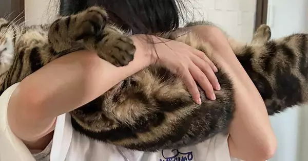 女の子に抱っこされて猫吸いされるキジトラ猫→『表情』をよく見ると…まさかの反応に「可愛すぎるｗ」「ちょっとしたアトラクションｗ」の声