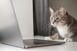 猫好きにとっては常識？『猫に関するネット用語』5選　よく目にする定番ワードの意味をご紹介