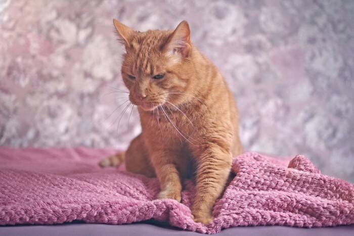 猫が『甘えたい』と思っているサイン3つ　行動に込められた気持ちや上手な応え方