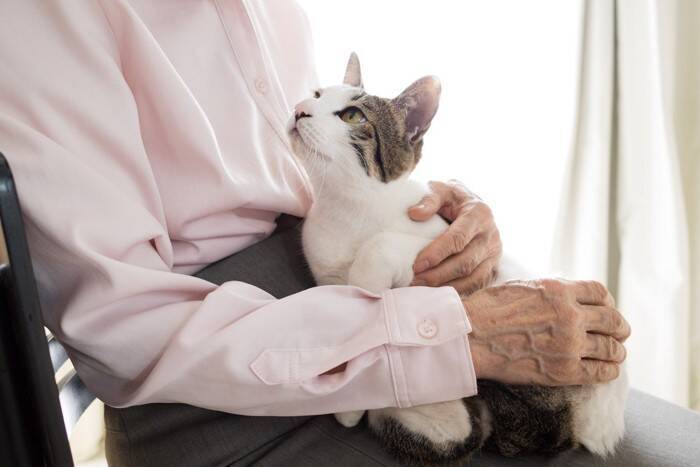 猫が『甘えたい』と思っているサイン3つ　行動に込められた気持ちや上手な応え方