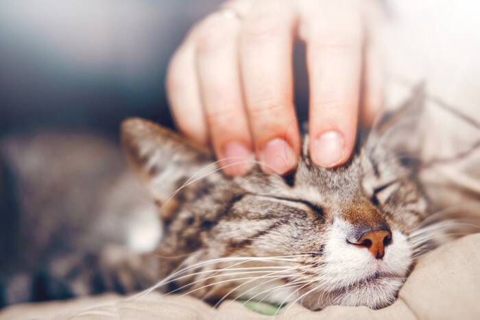 猫が『甘えたい』と思っているサイン3つ　行動に込められた気持ちや上手な応え方