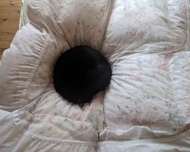 『ブラックホール…？』布団の上を見てみたら……まさかの猫の姿が49万表示の反響「吸い込まれたい」「穴がぽっかりｗ」とSNSで話題に