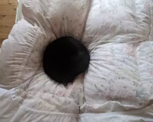 『ブラックホール…？』布団の上を見てみたら……まさかの猫の姿が49万表示の反響「吸い込まれたい」「穴がぽっかりｗ」とSNSで話題に