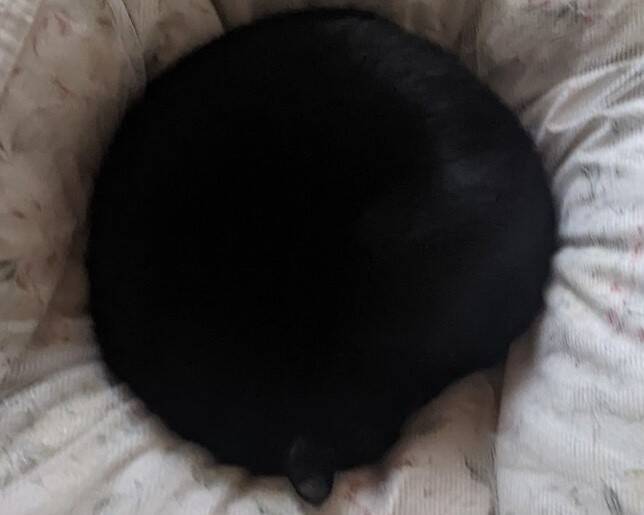 『ブラックホール…？』布団の上を見てみたら……まさかの猫の姿が49万表示の反響「吸い込まれたい」「穴がぽっかりｗ」とSNSで話題に