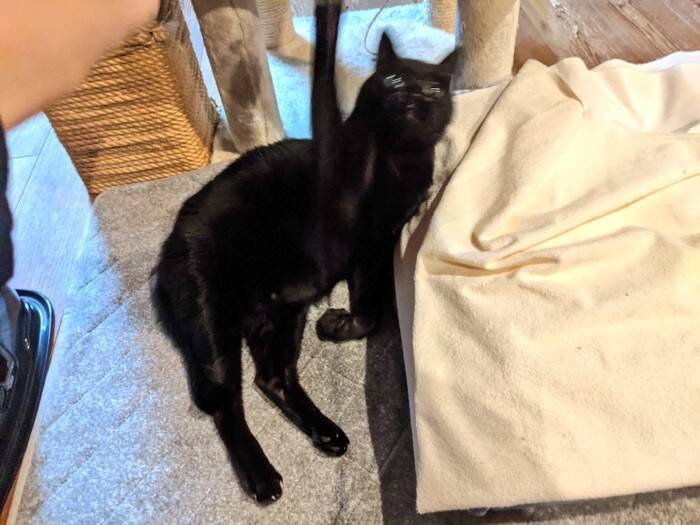 『ブラックホール…？』布団の上を見てみたら……まさかの猫の姿が49万表示の反響「吸い込まれたい」「穴がぽっかりｗ」とSNSで話題に