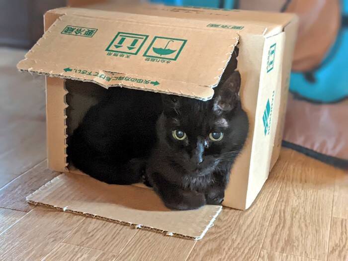 『ブラックホール…？』布団の上を見てみたら……まさかの猫の姿が49万表示の反響「吸い込まれたい」「穴がぽっかりｗ」とSNSで話題に