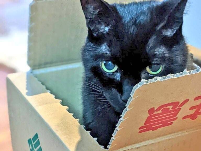 『ブラックホール…？』布団の上を見てみたら……まさかの猫の姿が49万表示の反響「吸い込まれたい」「穴がぽっかりｗ」とSNSで話題に