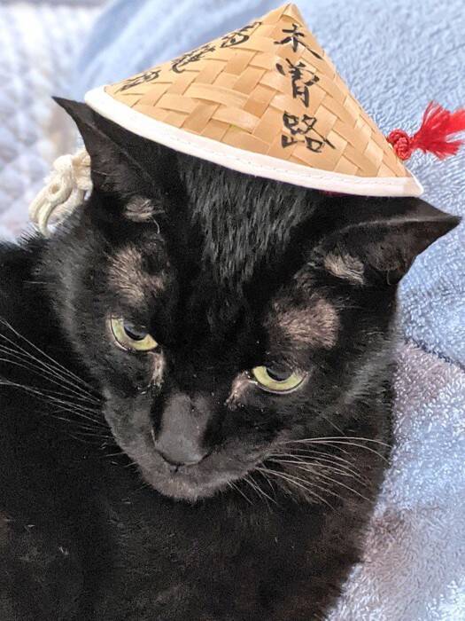 『ブラックホール…？』布団の上を見てみたら……まさかの猫の姿が49万表示の反響「吸い込まれたい」「穴がぽっかりｗ」とSNSで話題に