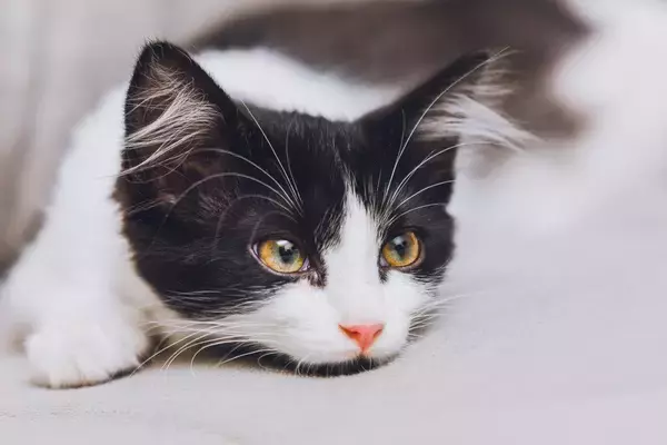 首相官邸のネズミ捕り主任　「15年間、活躍を続けるLarry」と、「その前任猫」　英国