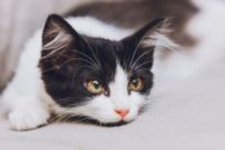 首相官邸のネズミ捕り主任　「15年間、活躍を続けるLarry」と、「その前任猫」　英国