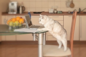 猫と暮らすなら欠かせない『公的手続き』4選　どんな届出や登録が必要になるの？