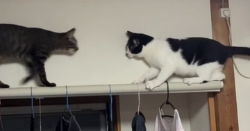 カーテンレールを歩こうとした猫→逆方向から『もう1匹の猫』が向かってきた結果…まさかの光景が10万再生「顔の動きが同じｗ」「コントｗ」