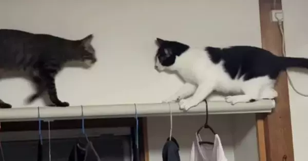 カーテンレールを歩こうとした猫→逆方向から『もう1匹の猫』が向かってきた結果…まさかの光景が10万再生「顔の動きが同じｗ」「コントｗ」