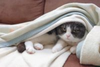 猫の『体温調節』にまつわるヒミツ6選　意外と知らない体の仕組みを解説