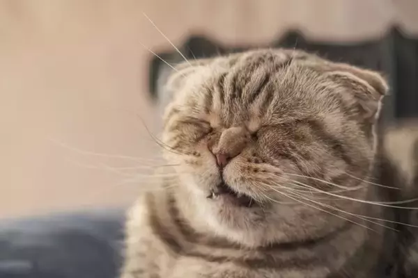 猫がする『逆くしゃみ』ってなに？　放っておいて大丈夫？注意が必要なケースも