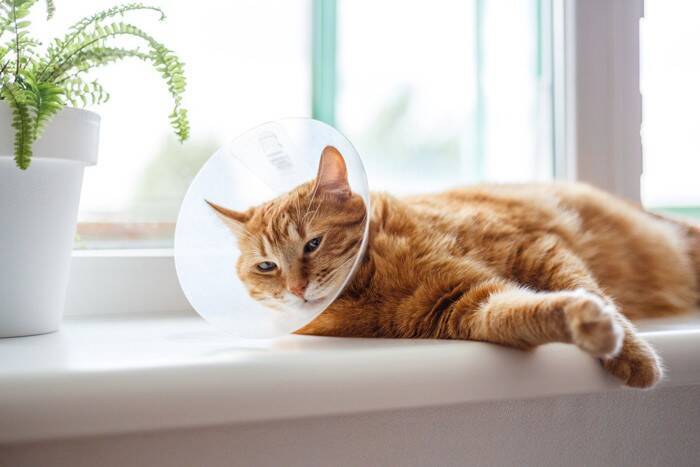 通院以外の選択肢も？猫の『受診スタイル』3選　無理なく選ぶポイントや病院に慣れる方法まで